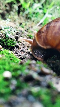 RELAXING SNAIL ACCOMPANIED BY BEAUTIFUL AND SOFT MUSIC - BEKICOT SANTAI DITEMANI MUSIK YANG INDAH DAN LEMBUT