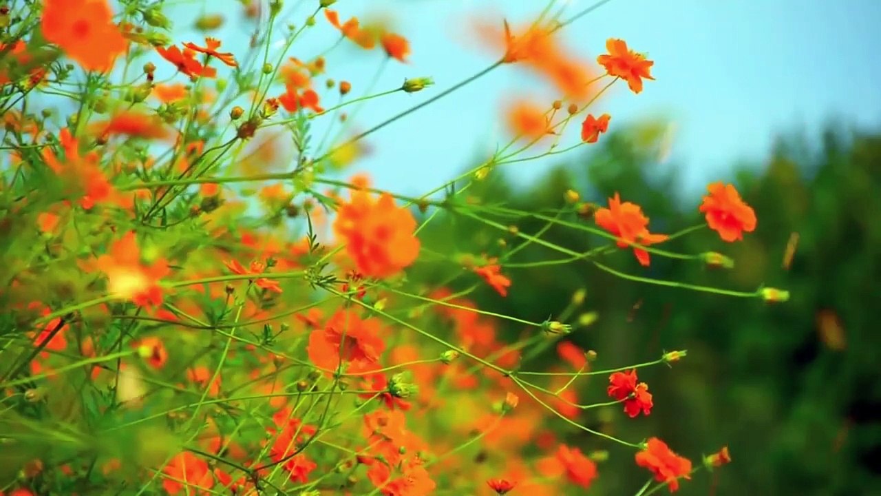 The Final Wisdom of the Prophet” “Live in peace, love one another, and walk humbly before the Divine. Death is but a passage to eternity.”