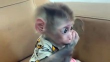 Adorable MONKEY Mom's Precious Cuddle Time!