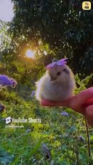 माँस नहीं है वो! || आचार्य प्रशांत