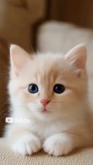 I love this cute baby cat #cat #kitten #lipsync #cute #catlovers