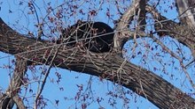 bear sleeping in the tree