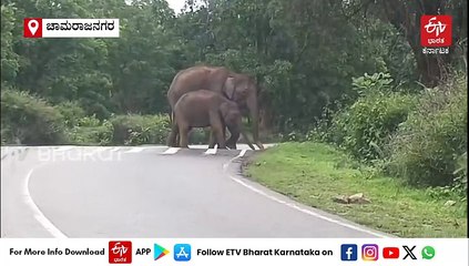 ಜಿಂಕೆ ಹಿಂಡು ಕಂಡು ಓಡಿದ ಚಿರತೆ; ಸಫಾರಿ ಜೀಪ್ ಮುಂದೆಯೇ ಹುಲಿರಾಯನ ಚಿನ್ನಾಟ! Video