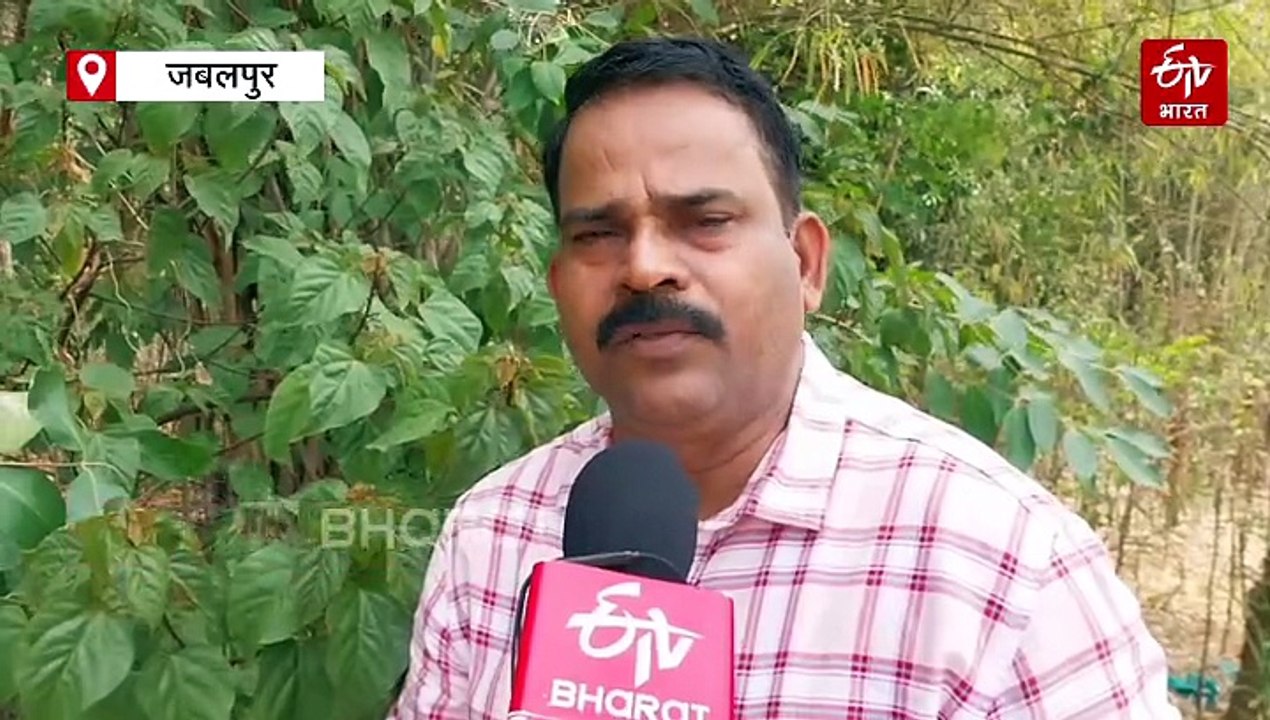 पीएम आवास की शोभा बन सकता है जबलपुर का सिंदूरी पौधा, बंजर जमीन पर होती है खेती