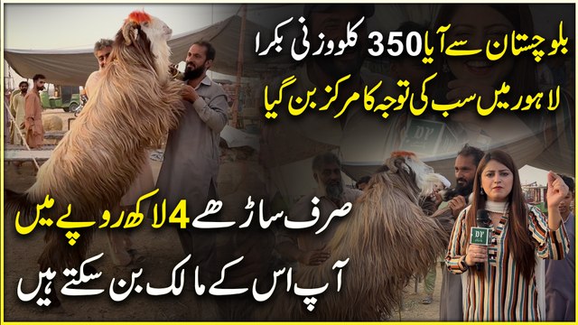 Balochistan se aya 350 kilo wazni bakra Lahore Mei sab ki tawajju ka markaz bann gya, sirf Sarhay 4 lakh ropay mein aap iskay malik bann saktay hain…