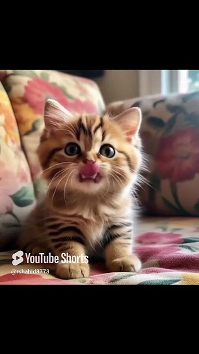 Macarena song (cat's version)#cat #love #lipsyncs #cutecat #prettycat #cats #catlover #macarena