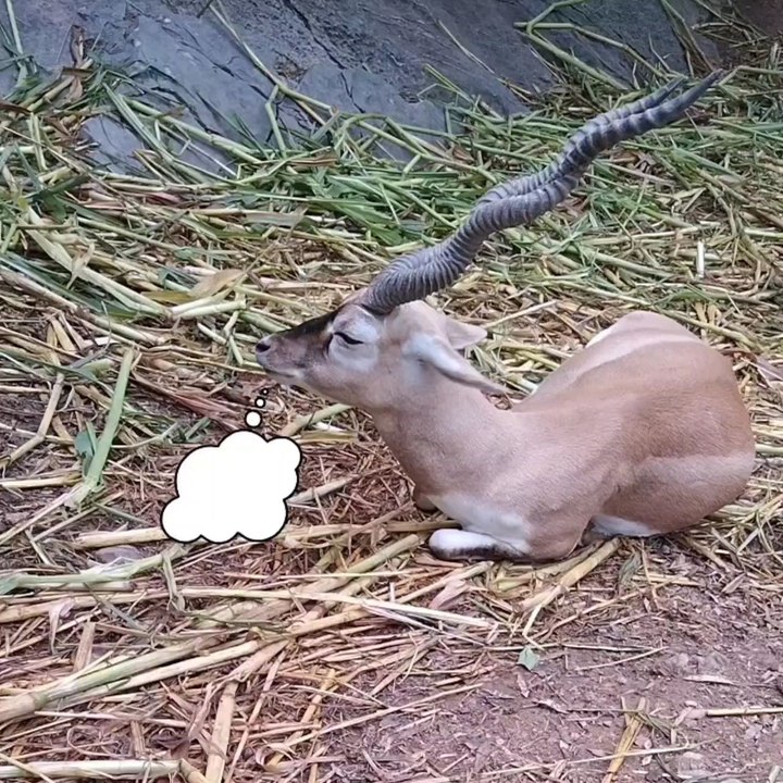 "Humans invented cars to go fast" 😃😃😃