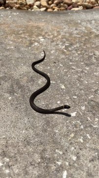 Ring-necked Snake