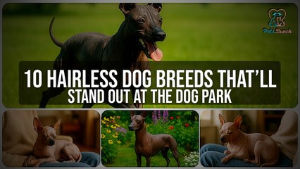 10 Hairless Dog Breeds That Will Stand Out at the Dog Park