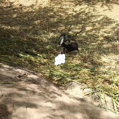 "Humans go on vacation to disconnect" 😂😂😂