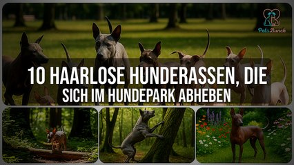 10 Haarlose Hunderassen: Die Beliebtesten im Hundepark