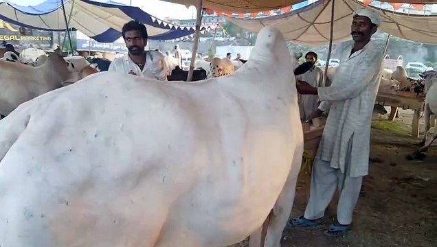 Fatehjangi Bull/ Big Bull/Rawat Mandi/White Bull/Heavy Fatehjangi Bull/Quality/Yuong Fatehjangi Bull