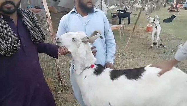 Rajanpuri Ablaki Bakry/Male Goats/Rawat Mandi/Beetal Bakry/Khassi Bakry/Beautifull Bakray/Low price