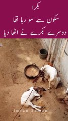 Bakra SO Raha tha UTHA dia😲