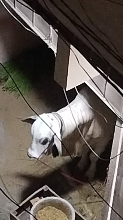 qurbani2k25