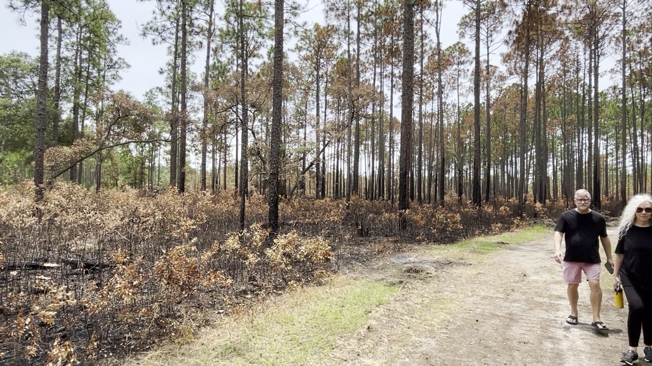 Julington Durbin Preserve Fire Aftermath