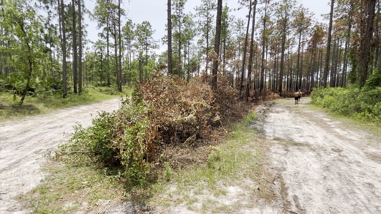 Julington Durbin Preserve Fire Aftermath