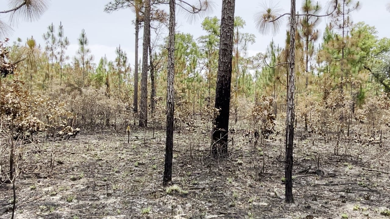 Julington Durbin Preserve Fire Aftermath