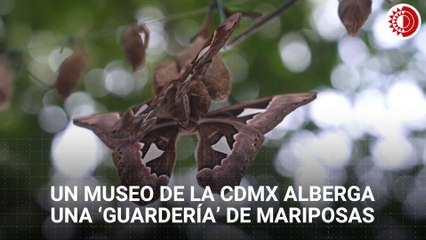 Un museo de la CDMX alberga una ‘guardería’ de mariposas