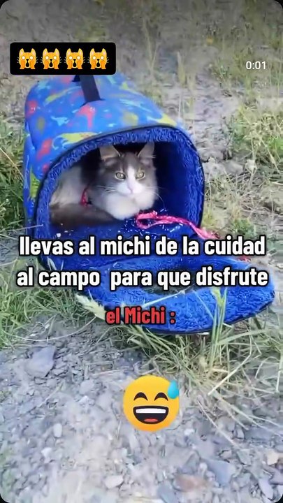 Aceptenlo el campo no es para todos 😿