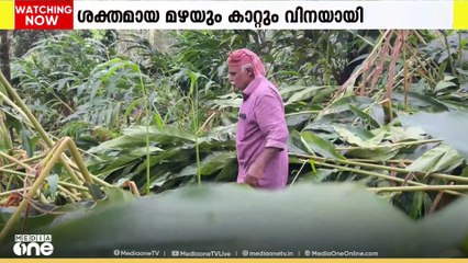 കാലവർഷക്കെടുതിയിൽ ഏലം കർഷകർക്ക് കനത്തനഷ്ടം; 200 ഹെക്ടർ കൃഷി നശിച്ചെന്ന് കൃഷിവകുപ്പിന്റെ കണക്ക്