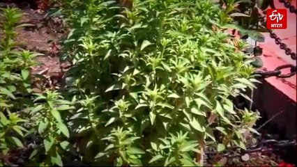 उत्तराखंड के लिए बड़ी टेंशन! प्रदेश में मिट्टी का सेहत चिंताजनक, सॉइल मिनरल्स संतुलन में मिली गड़बड़ी