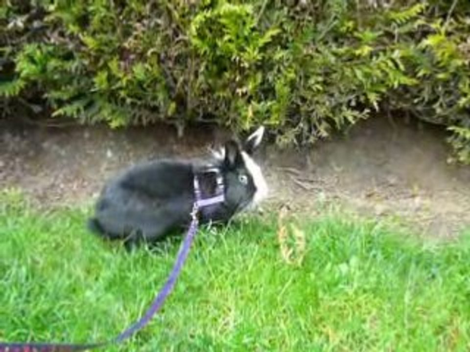 Bounty dans le jardin