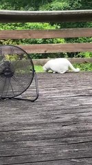 Squirrel Jumps in Air After Getting Startled by Sneaky Cat