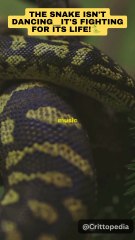 Snakes Don’t Dance – They’re Forced! 💔 The Truth Will Shock You #shorts