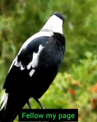 All video about birds life and hunting birds etc