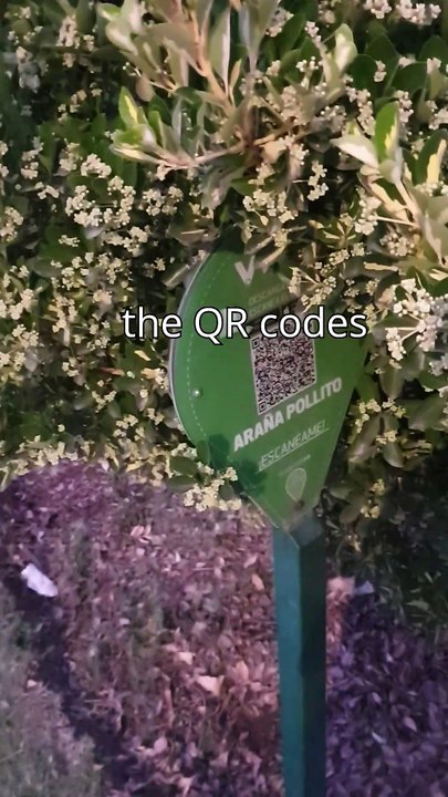 Bicentennial Park at Night 🌙🇨🇱