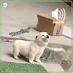 A PACK OF KITTENS||ALL ARE DIFFERENT OR ALL ARE SAME