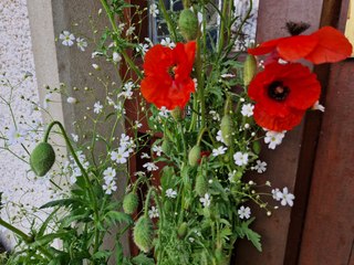 Bed fellows - flower plant pairing ideas that work well together