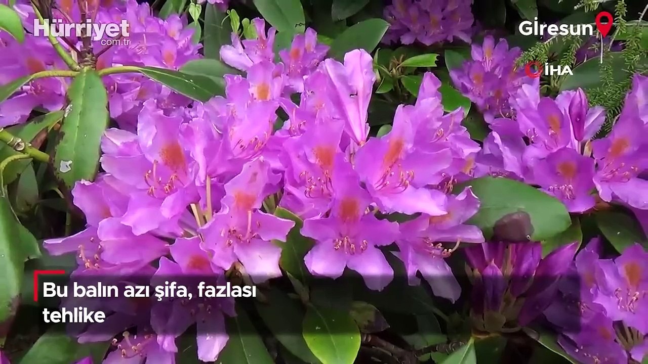 Bu balın azı şifa, fazlası tehlike!