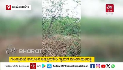 ಚಾಮರಾಜನಗರ : ಹಂದಿಯನ್ನು ಬೇಟೆಯಾಡಿ ತಿಂದ ಹುಲಿ, ವ್ಯಾಘ್ರನ ಚಲನವಲನದ ದೃಶ್ಯ ಸೆರೆ