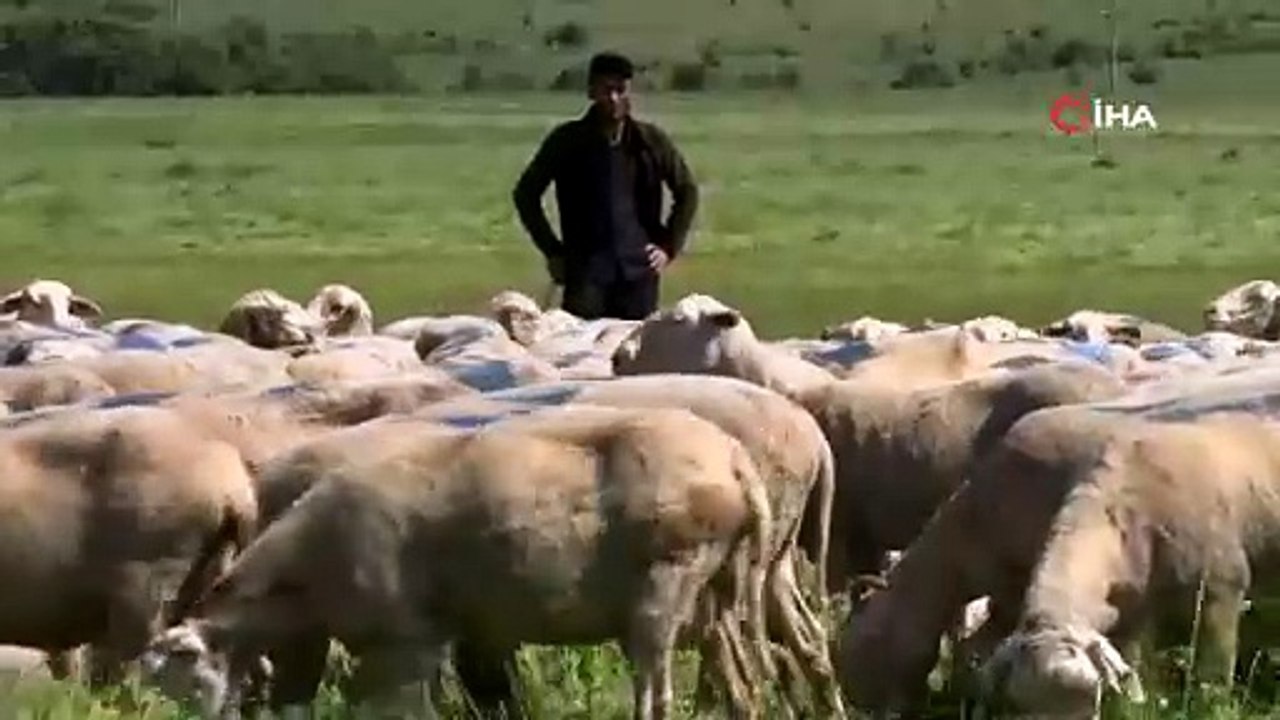 TİGEM Karacabey, hem üreticiye hem ekonomiye katkı