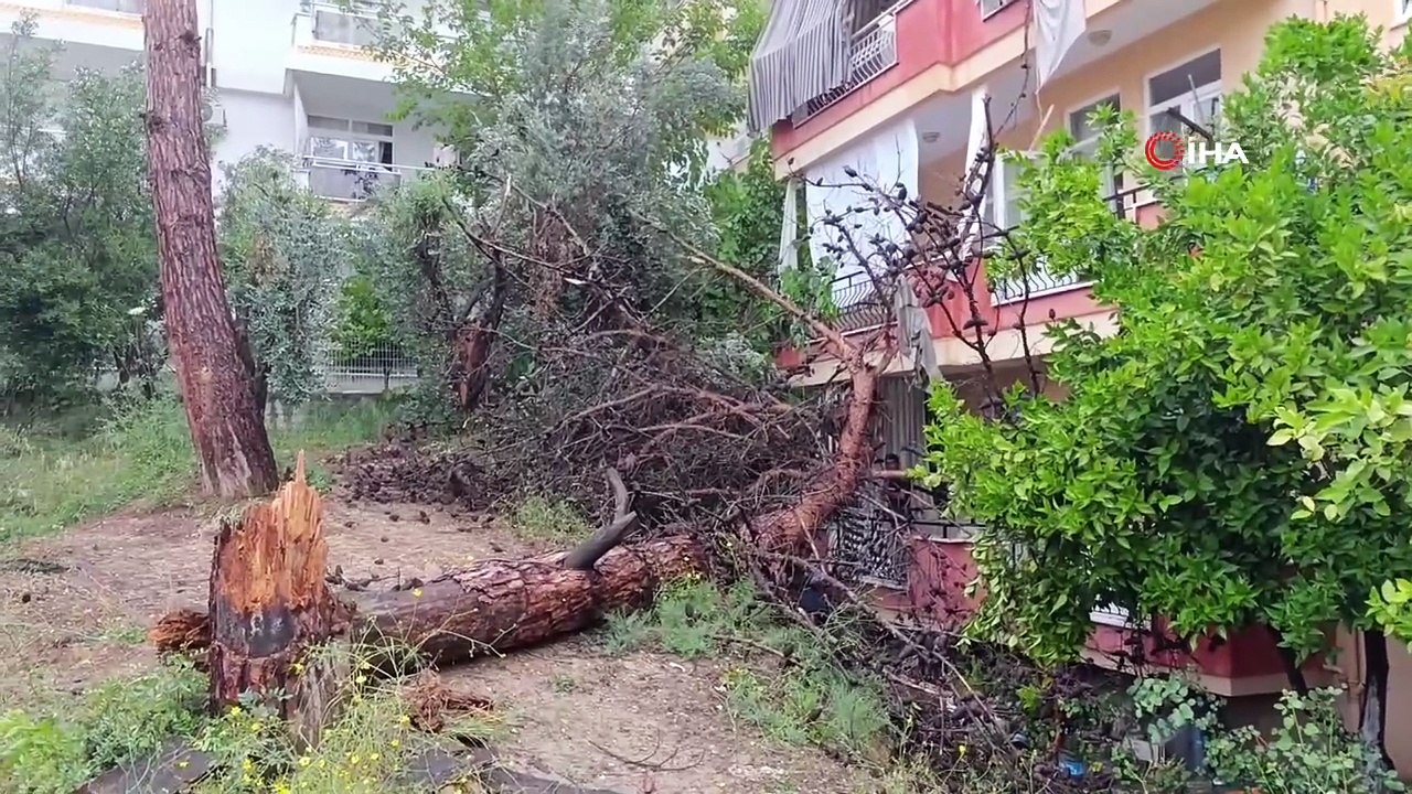 Faciadan dönüldü! Binanın üzerine dev ağaç devrildi