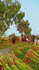 Village Life Naudero Larkana Sindh ❤ #maxrecords #larkana #sindh #pakistan