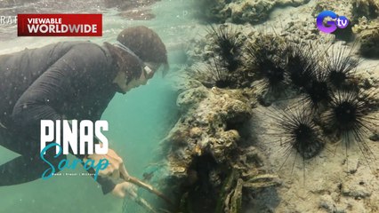 Kara David, natusok ng tuyom habang nangunguha nito sa Quezon! | Pinas Sarap