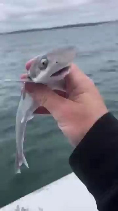 animal wowhhhh