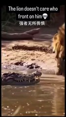 🤣🤣🤣Funny Videos - Funniest Kittens - Cats And