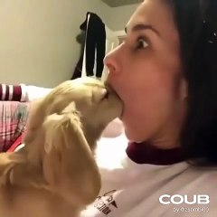 🤣🤣🤣Funny Videos - Funniest Kittens - Cats And