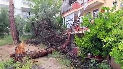 Faciadan dönüldü! Çam ağacı binanın üzerine devrildi