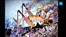 Diyarbakır’da bulunan yeni çekirge türüne "Troglophilus diclensis" ismi verildi