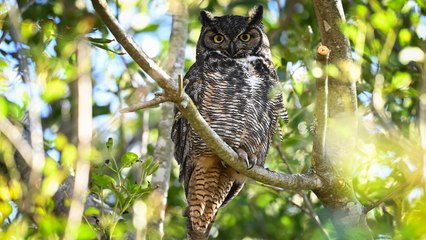 Büyük Boynuzlu Baykuş ailesi Amerika’da bir mahallenin maskotu oldu