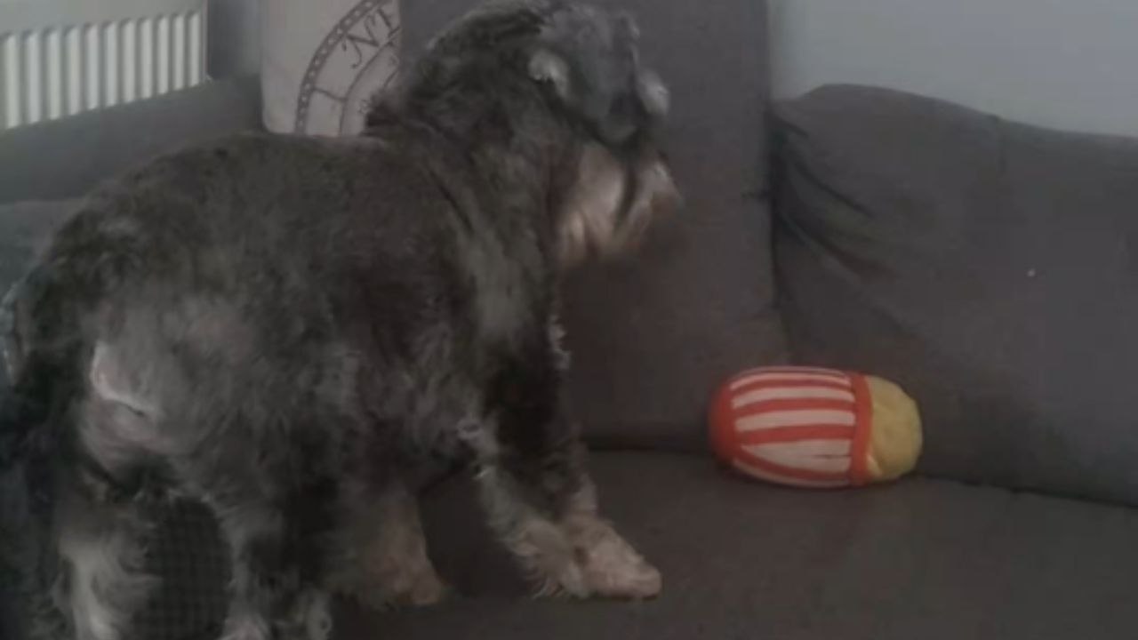 Heartbreaking moment as Miniature Schnauzer suffers seizure after exposure to harmful chemicals