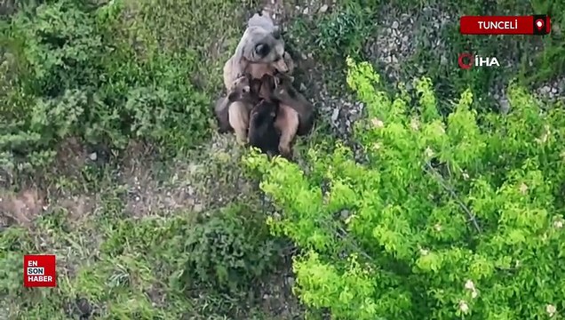 Tunceli dağlarında üç yavrusunu emziren bir anne ayı