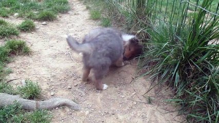 Petite Colley Domine un Grand Chien de la Portée 🐶