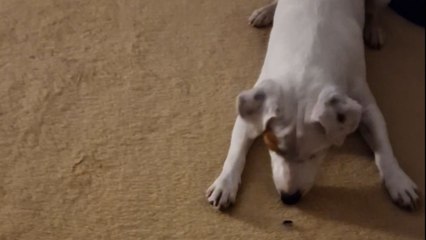 Beetle gets a fright as playful dog harmlessly toys with it