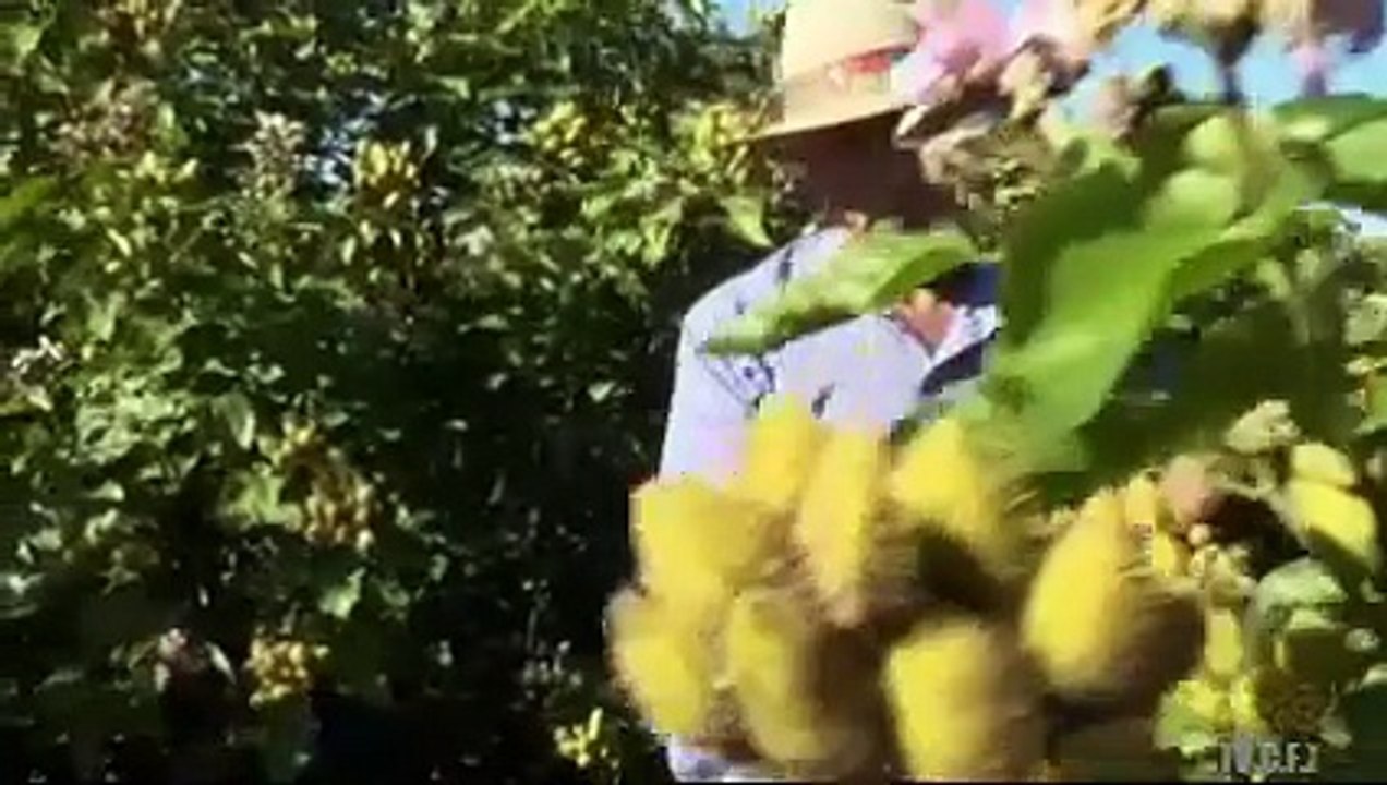 CAMINHOS DO CAMPO 01/06/2025
